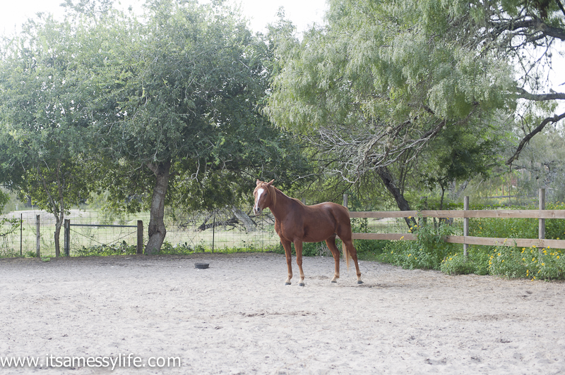  Horses and chickens at my cousin's house! She loves the country life! Me, not so much.... 